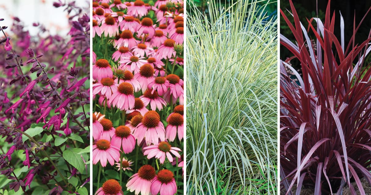 Colage of colorful ground covers
