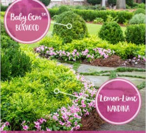 Entryway garden bordering a slate walkway and layered with pink annuals, Lemon-Lime Nandina and Baby Gem Boxwood