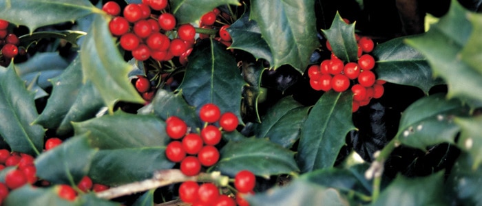 Close-up showing red Robin Holly berries against dark green pointed holly leaves