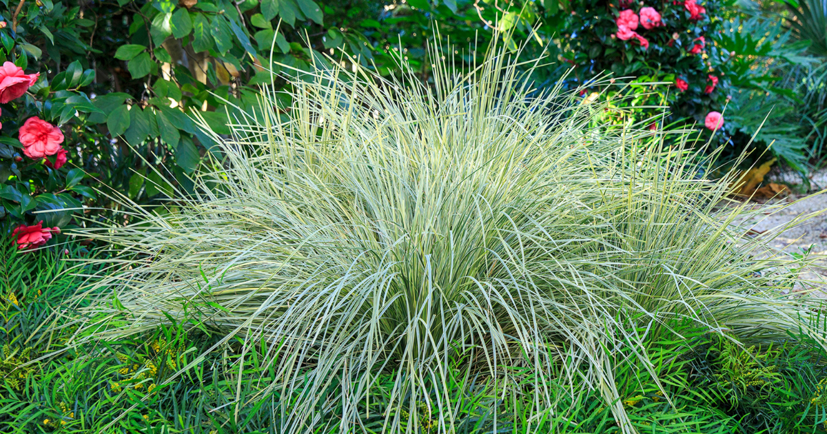 Platinum Beauty™ Lomandra with fine variegated green and cream grass-like foliage, forming a soft, drought-tolerant mound in a landscaped garden setting