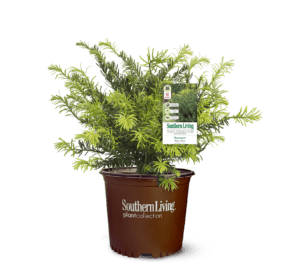Plum Yew in Southern Living Garden Plant Collection brown pot
