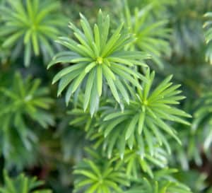 Plum Yew planted in garden up close