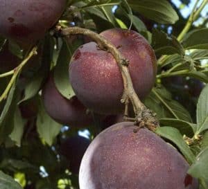 Ripe Flavorich Pluots hang on a branch of a Pluot tree