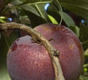 Ripe Flavorich Pluots hang on a branch of a Pluot tree