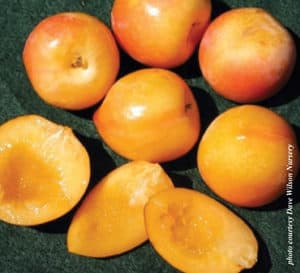 Peeled and sliced plums