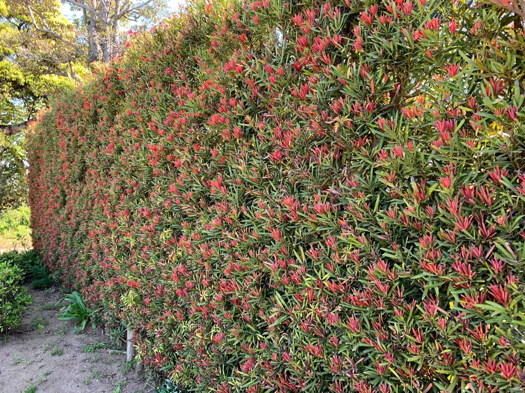 A wall of foliage shorn and formed with the pink and green foliage of Mood Ring Podocarpus