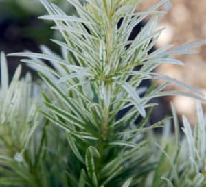 Podocarpus Roman Candle