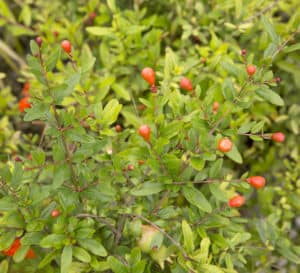 Orange Blossom Special Dwarf shrub with green leaves and red berries