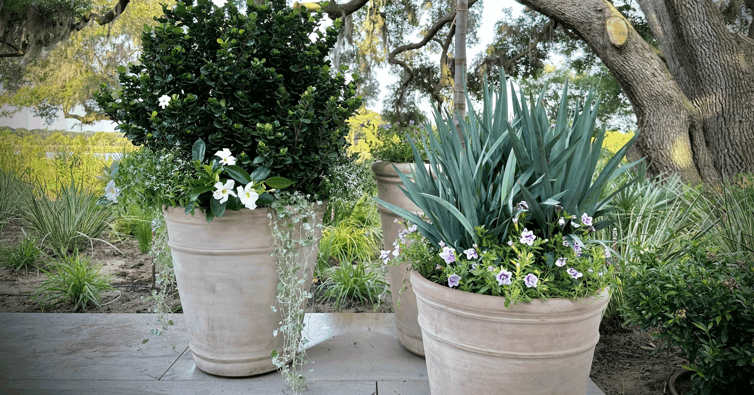 From Wind to Waves: 7 Plants That Can Weather (Most!) Hurricanes - Southern  Living Plants