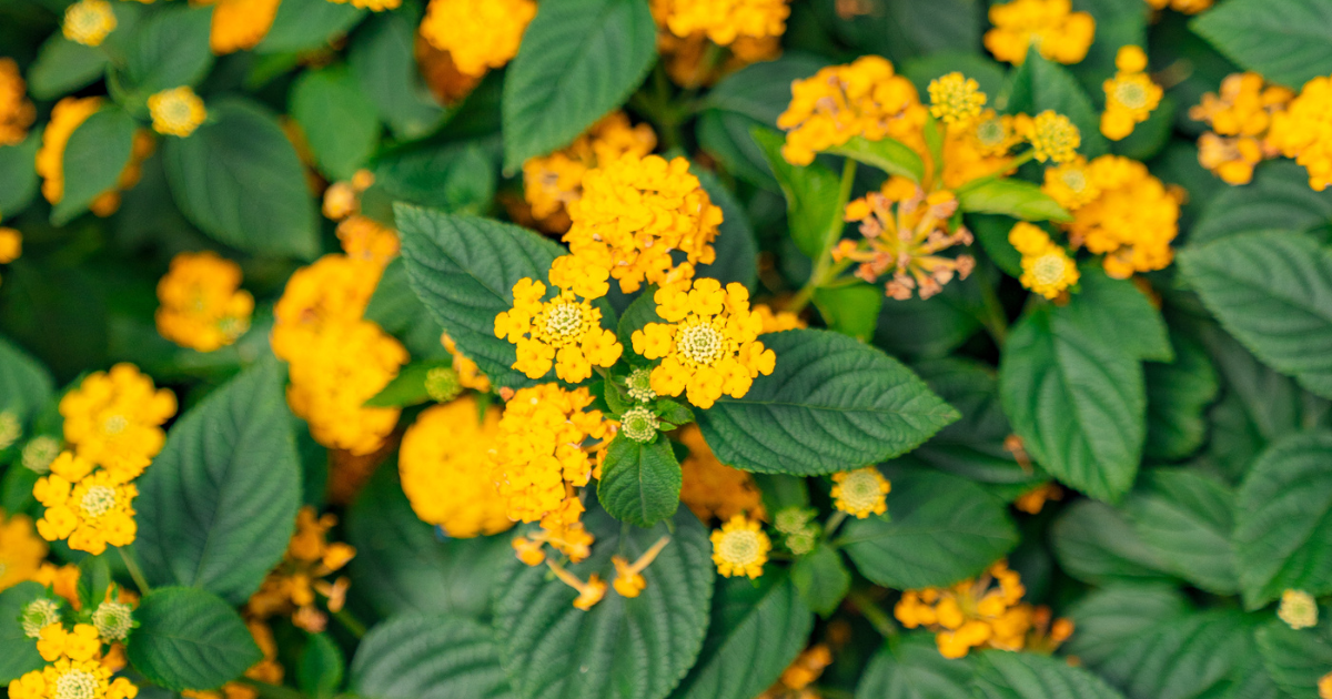 pot of gold little lucky lantana close up photo of blooms