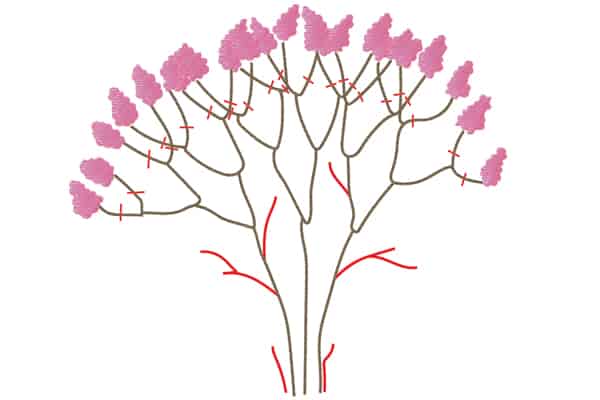 Pruning 101 Crapemyrtles Diagram