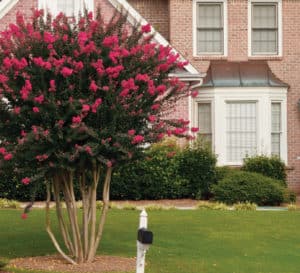 Crapemyrtle tree with dark pink blooms growing in front of large brick-faced home