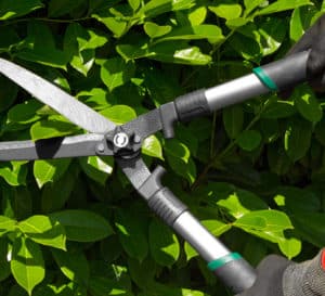 Hand holding hedge trimmers over light green leaves