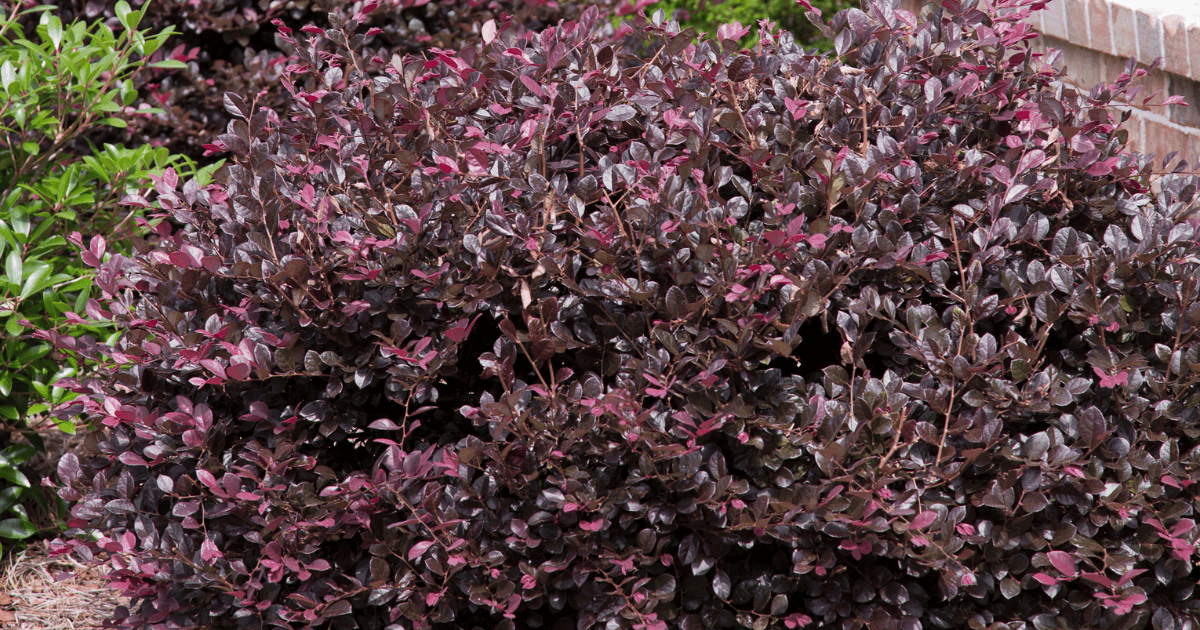 Purple Diamond® Loropetalum with rich burgundy foliage and compact evergreen growth, adding bold color contrast to a landscape bed near a brick wall