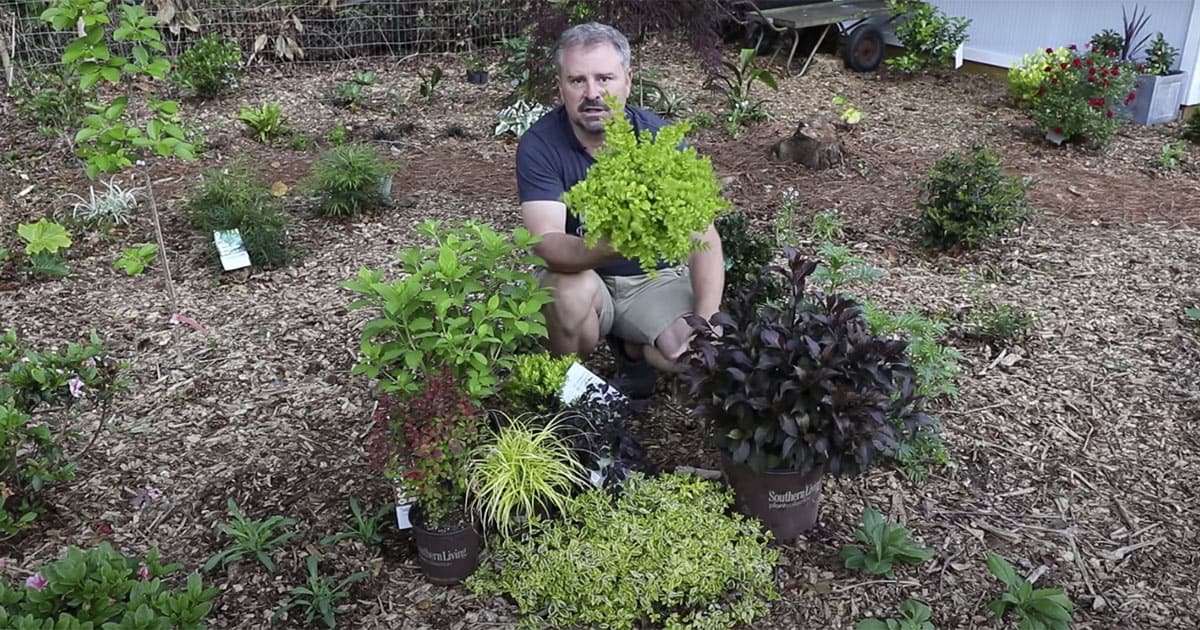 Jim Putnam in garden surrounded by sun-loving Southern Living plants including Sunshine Ligustrum.