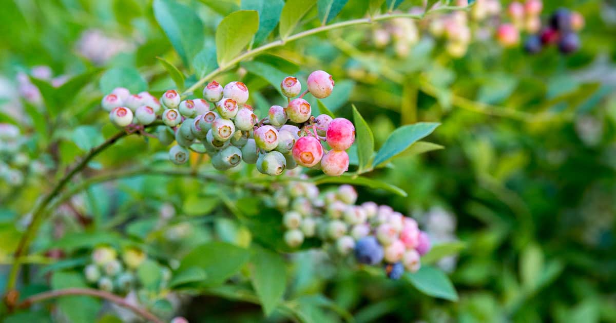 Beautiful ripening blueberry fruit on rabbiteye blueberries from the Southern Living Plant Collection
