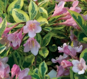 The light pink blooms and variegated yellow & green of Rainbow Sensation Weigela