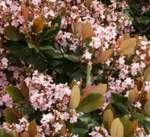 Light pink flowers with green stems with green and copper leaves