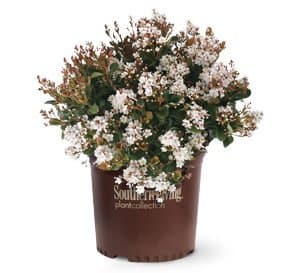 Spring Sonata in Southern Living Plant Collection brown pot