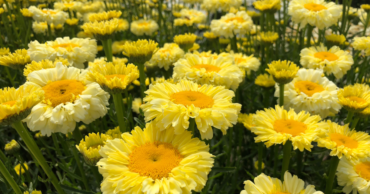 close up photo of real goldcup blooms