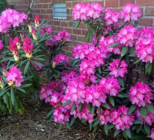 Brandi Rhododendron's bright pink blooms cover 2 medium-sized shrubs growing next to a red brick house