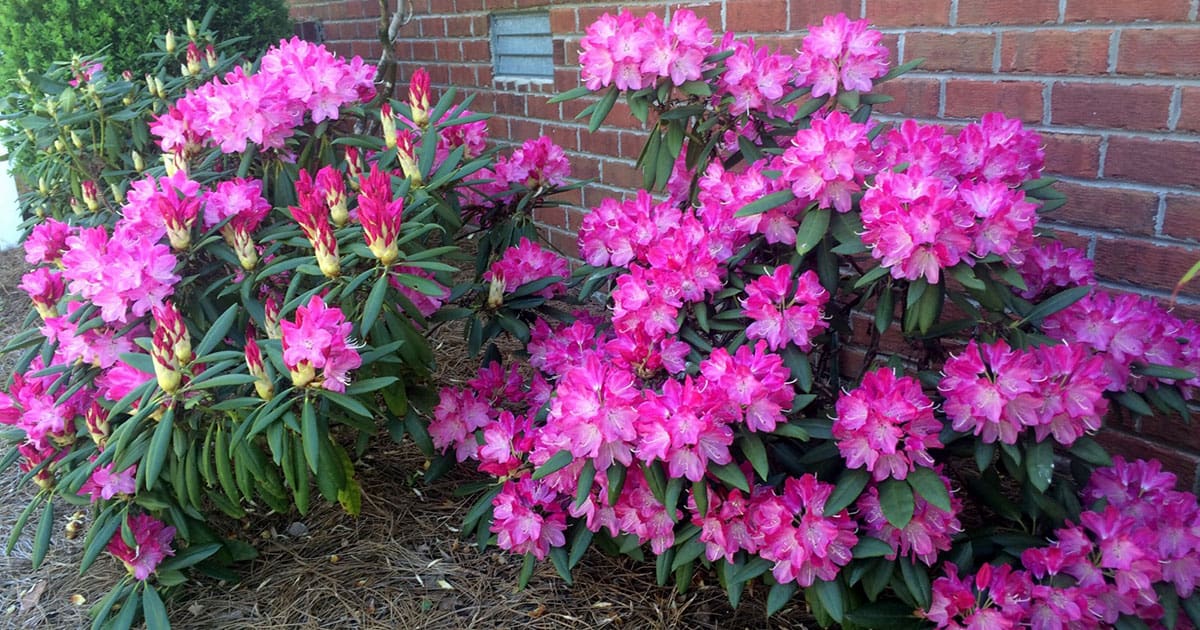 Brandi Rhododendron's bright pink blooms cover 2 medium-sized shrubs growing next to a red brick house