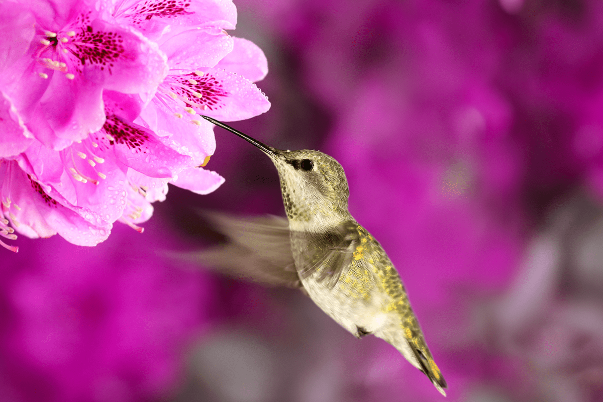 Hummingbird drinking nectar from Southgate Rhododendron blossom.