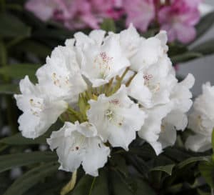 Charm Rhododendron's white trumpet shaped flowers gather in a dense half circle bloom head