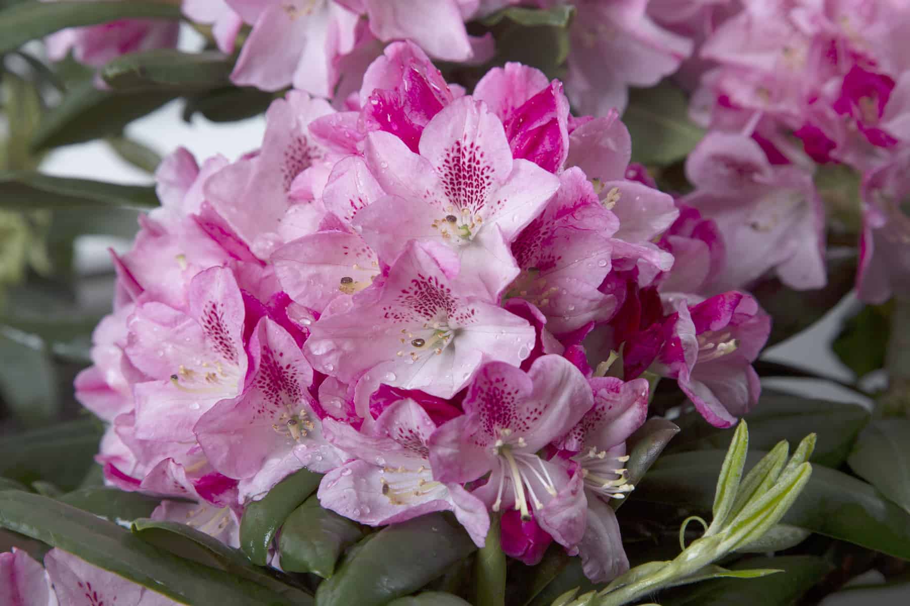 Half bowl shaped cluster of Splendor Rhododendron hot pink to medium pink to white trumpet shaped flowers