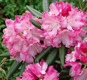 Rhododendron Southgate Brandi