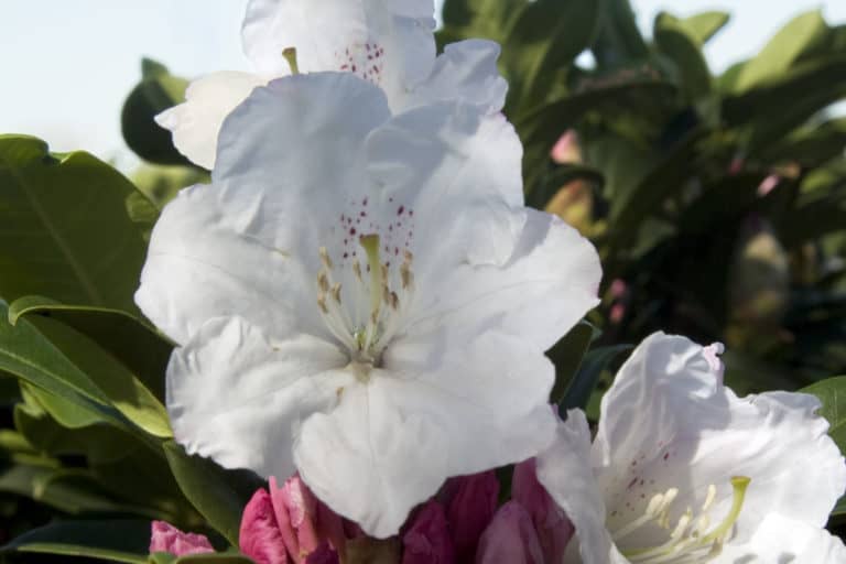 Medium pink buds and several bright white open flowers sit atop bright green foliage