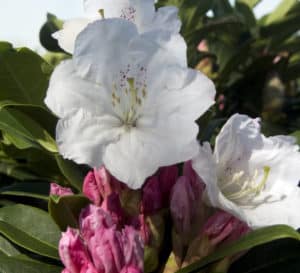 Medium pink buds and several bright white open flowers sit atop bright green foliage