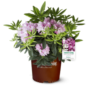 Medium pink buds and light pink flowers sit atop large green leaved foliage in brown Southern Living Plant Container with white background