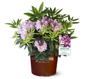 Medium pink buds and light pink flowers sit atop large green leaved foliage in brown Southern Living Plant Container with white background