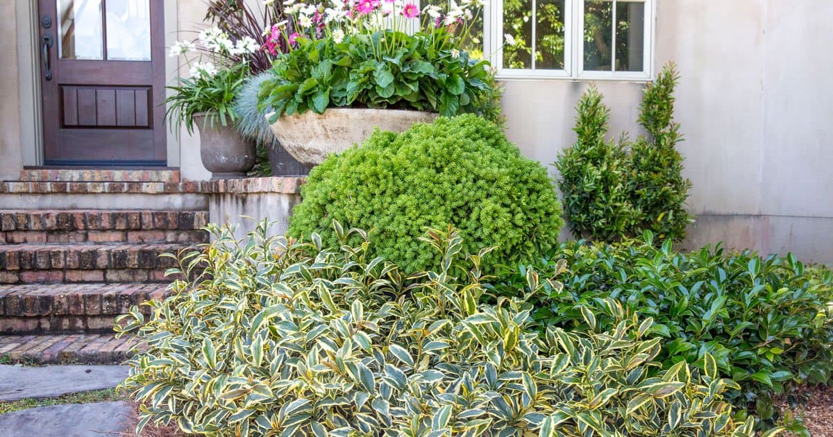 Romeo Cleyera from Southern Living - Variegated Hedge Plant