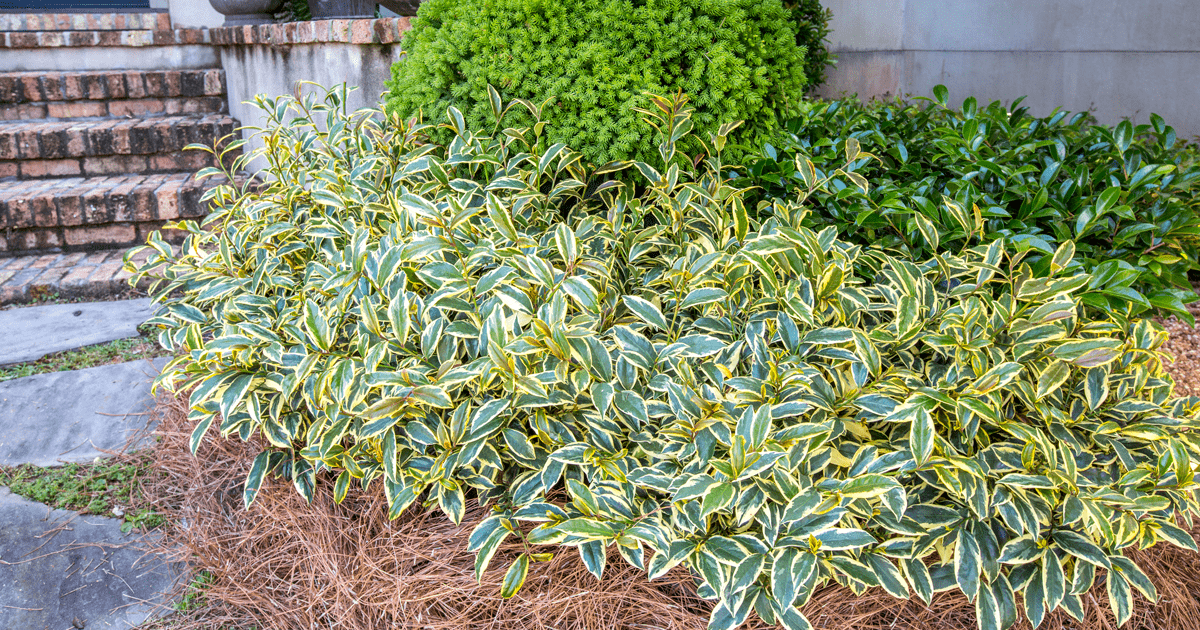 Romeo Cleyera from Southern Living offers evergreen variegation