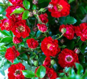 red roses groundcover with dark green leaves