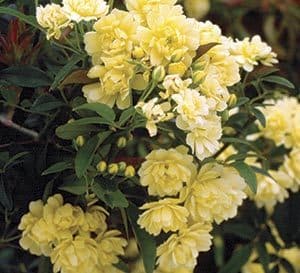 light yellow clusters of roses with buds