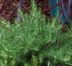 Rosemary shrub, dark evergreen leavesRosemary herb, light evergreen needle like leaves