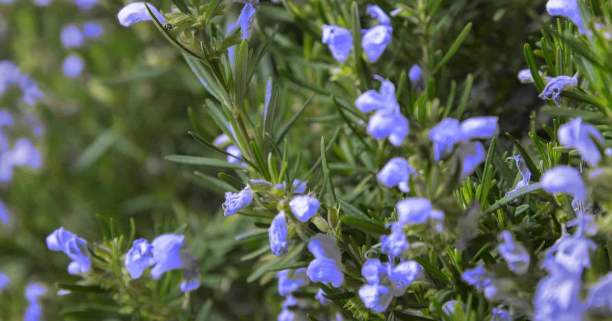 Rosemary shrub, light purple flowers against dark evergreen leaves