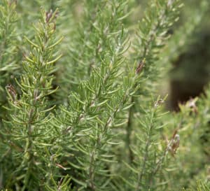 Rosemary herb, light evergreen needle like leaves