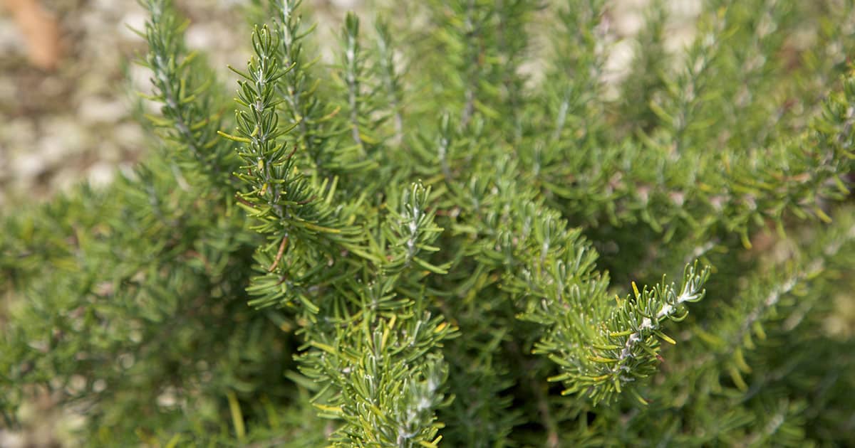 Soft and fragrant fingers of foliage on Chef's Choice Culinary Rosemary