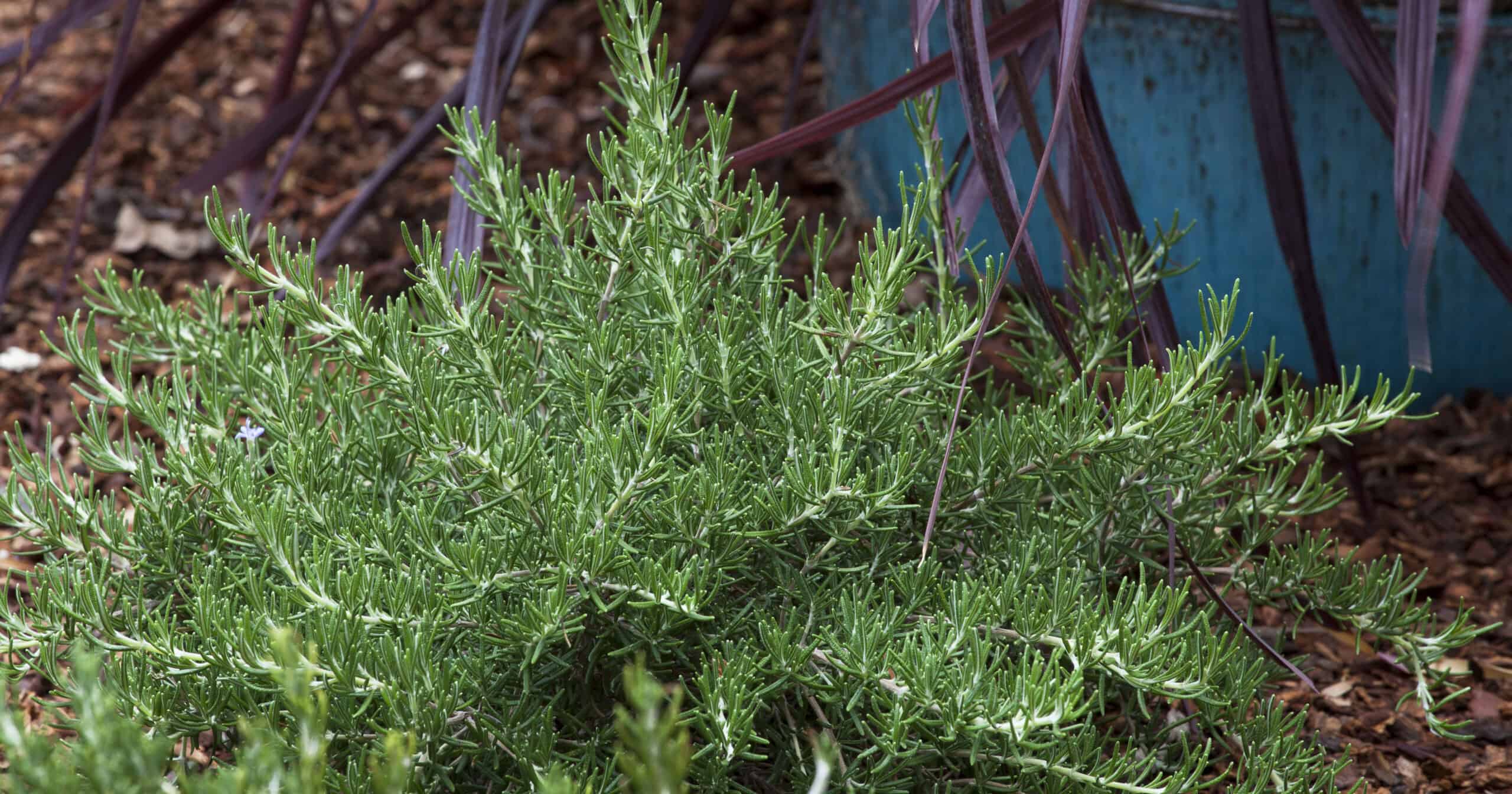 Chef's choice rosemary in front of turquoise container with purple phormium black adder grass