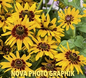 Rudbeckia Denver Daisy, bright yellow petals with darker brown center with green leaves