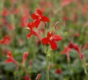 Rajun Cajun Blooms, bright red blooms with green oak like leaves