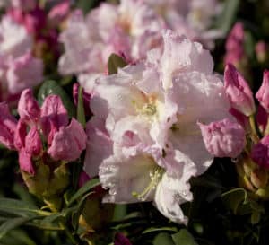 Medium pink buds and light pink flowers sit atop large green leaved foliage