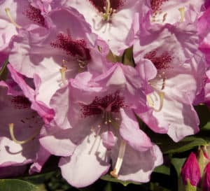 Medium pink buds and light pink flowers sit atop large green leaved foliage