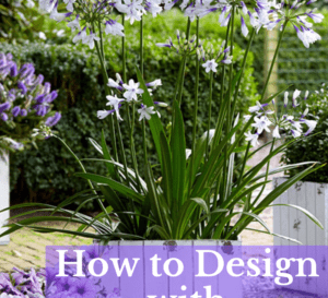 Southern Living agapanthus varieties in a container garden