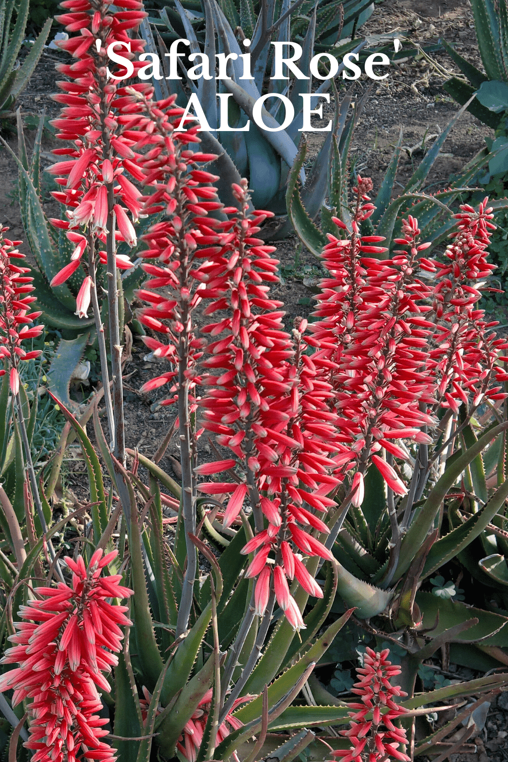 'Safari Rose' Aloe - Southern Living Plants