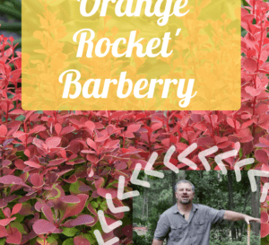Video: Orange Rocket Barberry